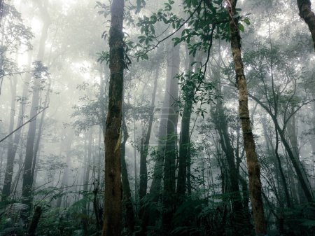 Photo for Many trees in the foggy forest picture, nature landscape photography - Royalty Free Image