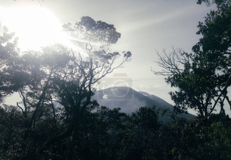 Photo for Top of gede mountain picture with many trees, and sunshine, nature landscape photography - Royalty Free Image