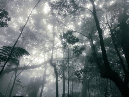Photo for Foggy forest picture, misty landscape photography with many trees, fit for wallpaper, background, blog, etc - Royalty Free Image