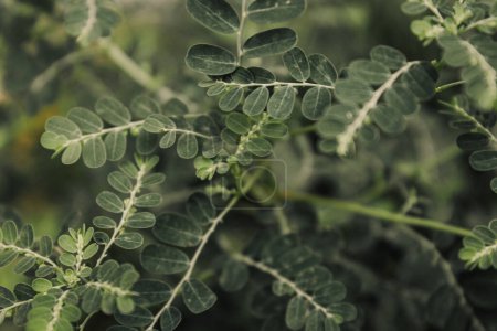 Téléchargez les photos : Une image de feuilles à des plantes sauvages avec macro technique, photographie de plantes simples - en image libre de droit