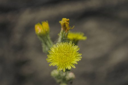 Téléchargez les photos : Petite fleur jaune macro photo, simple photographie de nature avec fond flou - en image libre de droit
