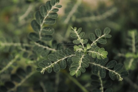 Téléchargez les photos : Petites plantes sauvages macro photo, adapté pour le papier peint, fond, etc - en image libre de droit