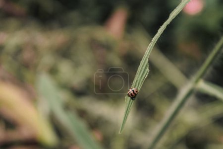 Photo for Small koksi beetle sat on the grass photo, nature macro photography with moody tone fit for background, reference, wallpaper, etc - Royalty Free Image