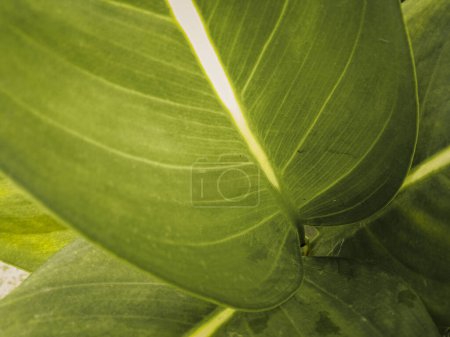Photo for Green leaf background with copy space, simple macro nature photography - Royalty Free Image