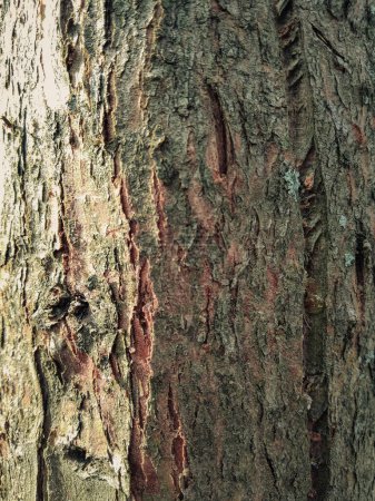 Photo for Close up of bark of tree, texture plants photography - Royalty Free Image