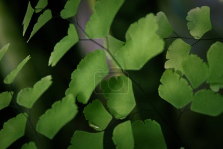 Photo for Small green leaves macro picture, simple nature and ecology concept photography - Royalty Free Image