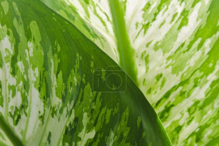 Photo for Beautiful texture of green leaves with close up, simple nature photography fit for wallpaper, background, etc - Royalty Free Image