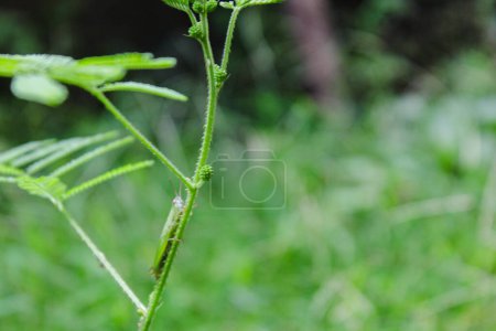 Photo for Tiny green locust sat on the grass in the garden, simple nature macro photography - Royalty Free Image