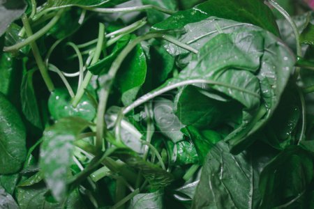 Photo for Fresh green spinach closeup phoot, simple vegetable food photography concept - Royalty Free Image