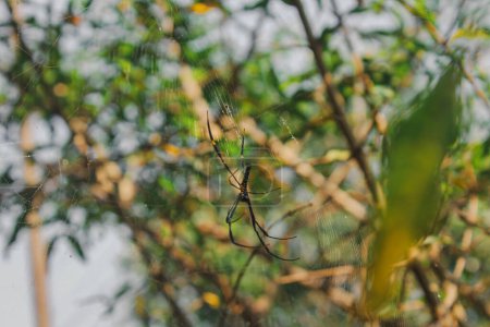 Photo for Little spider on its web on the branch of tree, simple nature macro photography - Royalty Free Image