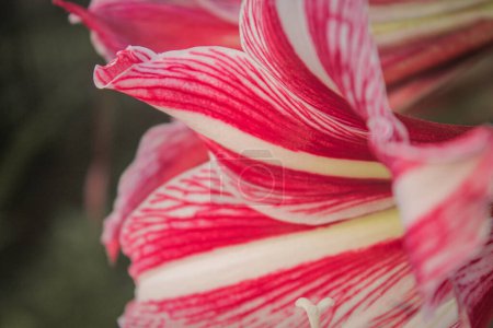 Téléchargez les photos : Image rapprochée de belle plante de lys avec la couleur blanche rouge, adapté pour le papier peint, fond, etc. - en image libre de droit