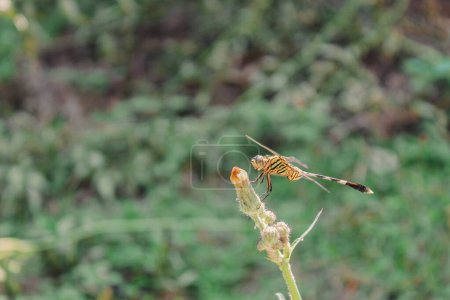 Photo for Dragonfly insect sat on wild plant macro photography - Royalty Free Image