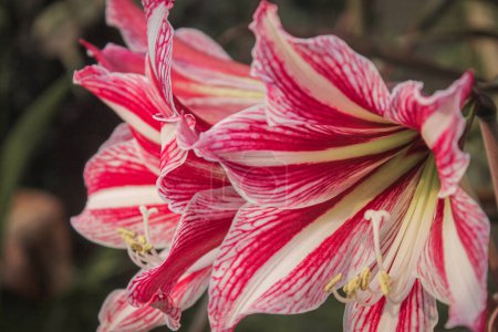 Photo for Beautiful red and white lily flower in the garden close up photo, nature photography concept fit for wallpaper, background, etc - Royalty Free Image
