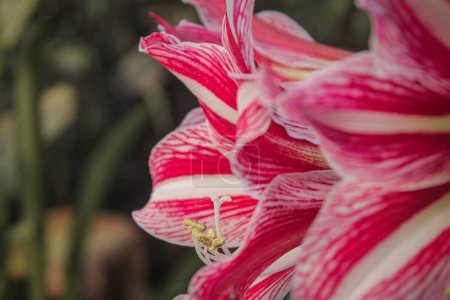 Téléchargez les photos : Belle fleur de lys de fleurs dans le jardin, concept de photographie de fleurs de lys rouge et blanc - en image libre de droit