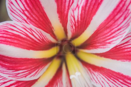 Photo for Beautiful pink and white lily flower close up or macro photo, fit for wallpaper, background, etc - Royalty Free Image