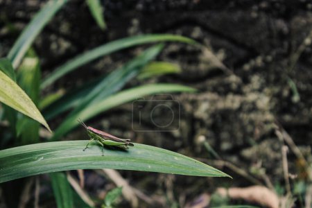 Photo for Tiny green locust sat on pandan leaves, simple macro nature photography concept - Royalty Free Image