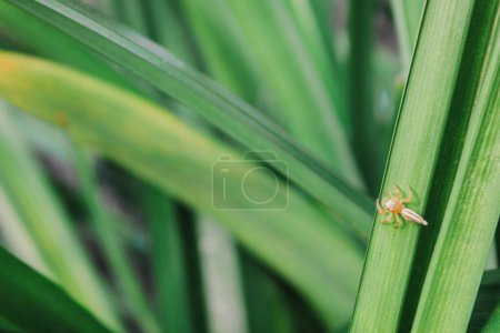 Photo for Macro picture of small spider on the pandan leaves, simple nature photography concept - Royalty Free Image
