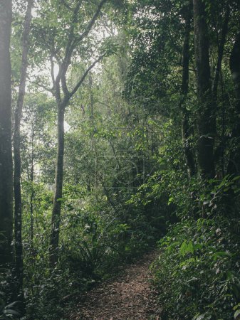 Photo for The path in the dense forest or jungle with many vegetation, simple nature photography - Royalty Free Image