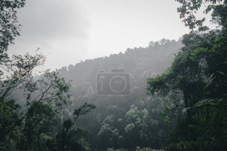 Photo for Beautiful view of hill and valley with dense forest - Royalty Free Image