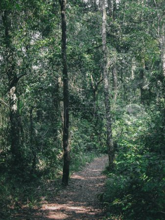 Photo for Beautiful view of path in the forest with many trees and green vegetation, nature scenery photography - Royalty Free Image