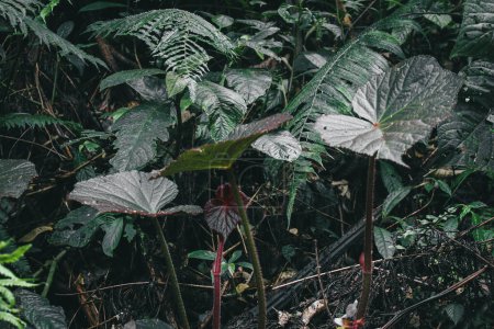 Photo for Begonia plants with green leaves in the wild, simple nature photography with dark moody green tone edited - Royalty Free Image