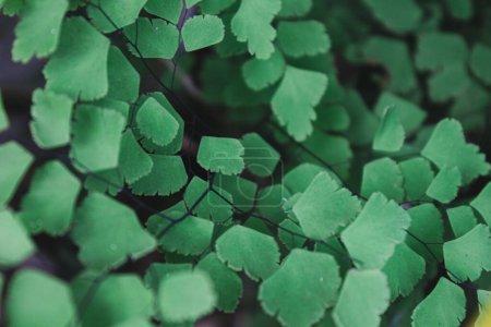 Photo for Beautiful green leaves in the garden macro photography concept fit for wallpaper, background etc - Royalty Free Image