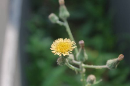 Photo for Beautiful small yellow flower in the garden, simple macro nature photography - Royalty Free Image