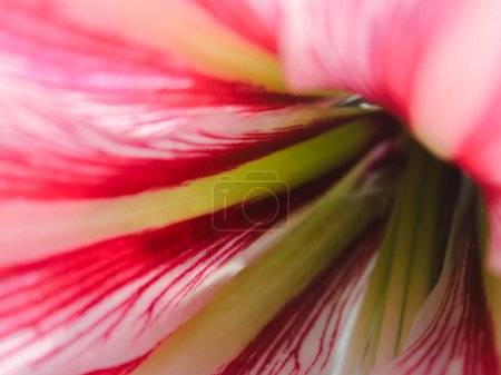 Photo for Close up of a beautiful pink and white lily flower with a blurred background, nature macro photography concept fit for wallpaper, background, etc - Royalty Free Image