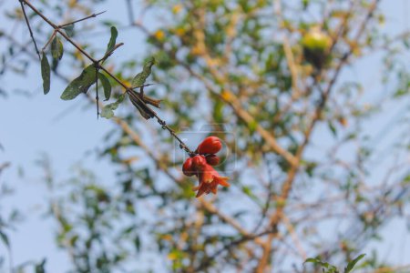 Photo for Macro picture of red flower of pomegranate tree, simple nature plant photography concept - Royalty Free Image