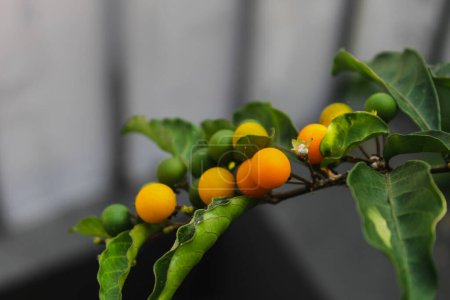 Photo for Small orange fruit in the garden, close up captured - Royalty Free Image