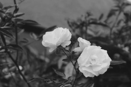 Photo for Beautiful white rose flowers collections, captured with close up and monochrome style - Royalty Free Image