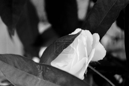 Photo for Monochrome pucture of close up white rose flower, simple black and white nature photography - Royalty Free Image