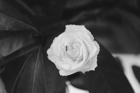 Photo for Monochrome picture of close up white rose flower, simple black and white nature photography - Royalty Free Image