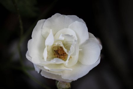 Photo for Macro picture of white rose flower, simple close up nature photography - Royalty Free Image