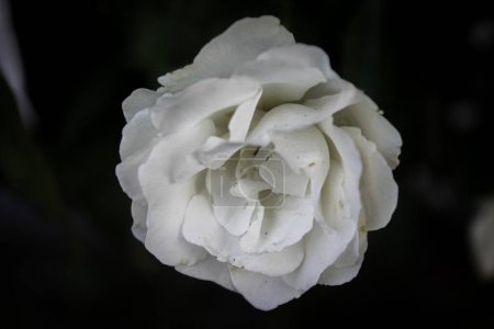 Photo for Close up white rose in the garden - Royalty Free Image