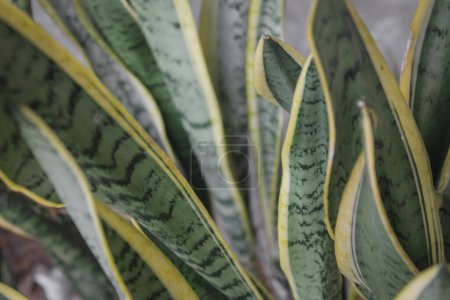 Photo for Sansevieria plant in the garden, simple nature photography close up concept - Royalty Free Image