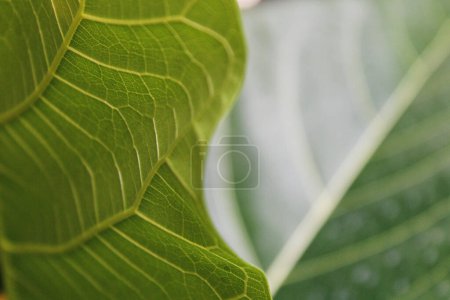 Photo for Green leaves texture background, simple nature macro photography fit for wallpaper, background, etc - Royalty Free Image