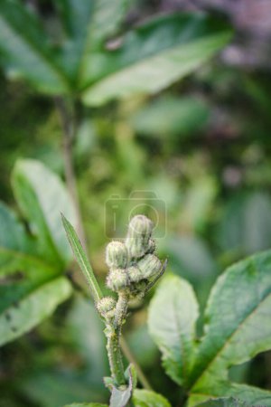 Photo for Close up picture of green plant in the garden - Royalty Free Image