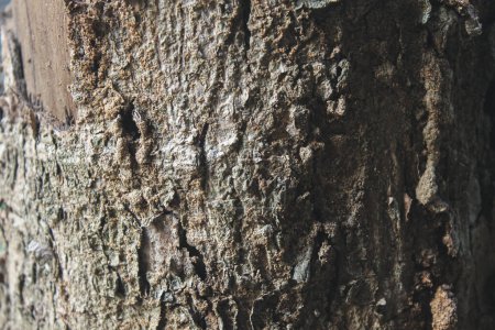 Photo for Close up picture of the bark of old tree, background texture photography concept - Royalty Free Image