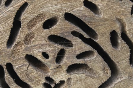 Photo for Wood texture background, close up shot - Royalty Free Image