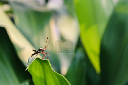 Photo for Macro picture of small insect on green leaf, simple macro nature photography concept - Royalty Free Image