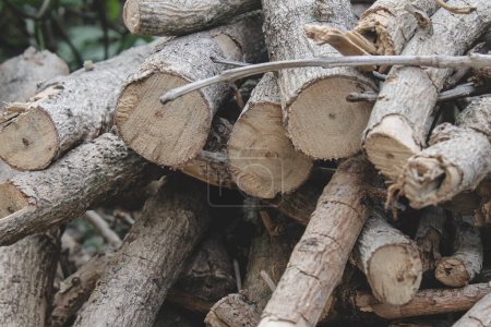 Photo for A pile of wood logs and branches, captured with close up, fit for wallpaper, background, etc - Royalty Free Image