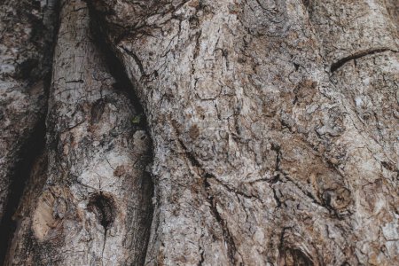 Photo for A tree trunk with a knot in the bark close up picture - Royalty Free Image