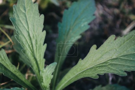 Photo for A green leaves closeup picture - Royalty Free Image