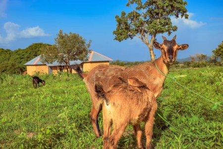 Téléchargez les photos : African Dwarf Goats Grazing Under the Sun in their Natural Habitat. Production et élevage de lait de chèvre en Afrique - en image libre de droit