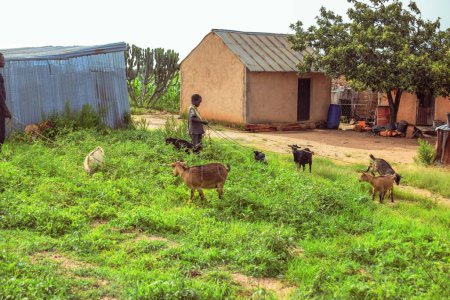 Téléchargez les photos : État du Plateau - 2 avril 2023 : Chèvres naines africaines broutant sous le soleil. Production et élevage de lait de chèvre en Afrique - en image libre de droit