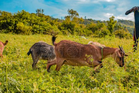 Photo for African Dwarf Goats Grazing Under the Sun in their Natural Habitat. Goat Milk Production and Herding in Africa - Royalty Free Image