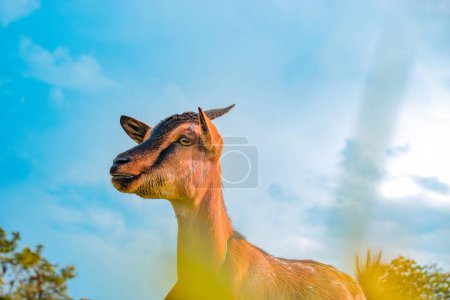 Photo for African Dwarf Goat Grazing Under the Sun in their Natural Habitat. Goat Milk Production and Herding in Africa - Royalty Free Image