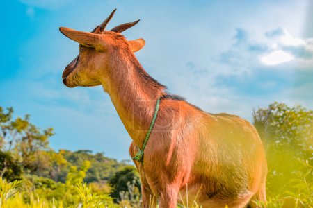 Téléchargez les photos : African Dwarf Goat Grazing Under the Sun in their Natural Habitat. Production et élevage de lait de chèvre en Afrique - en image libre de droit