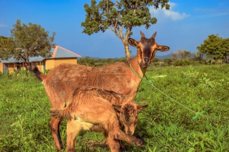 Photo for African Dwarf Goats Grazing Under the Sun in their Natural Habitat. Goat Milk Production and Herding in Africa - Royalty Free Image
